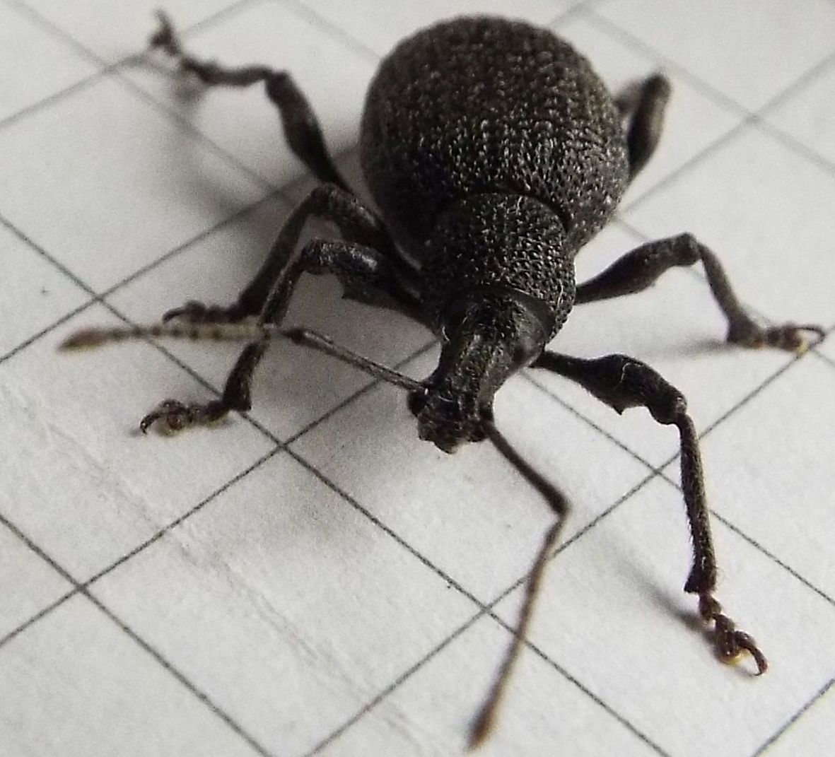 Otiorhynchus armatus - Curculionidae